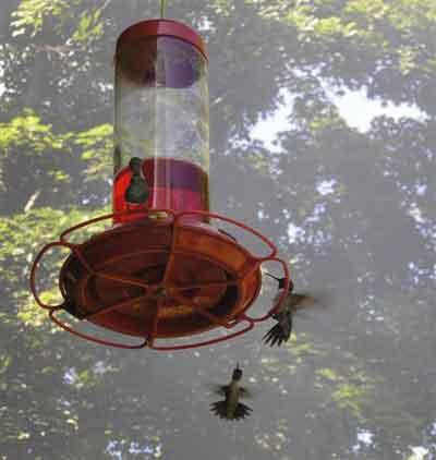 hummingbirds sally ramsdell