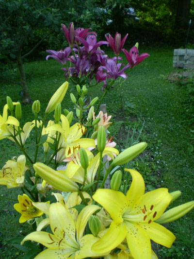 Albert J Fritsch Floral Garden