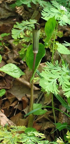 Arisaema atrorubens, Jack-in-the-pulpit