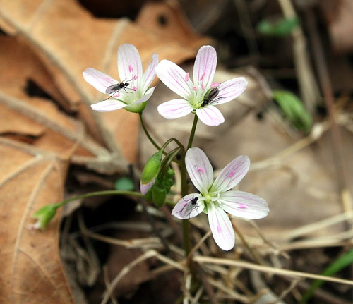 Claytonia virginica, spring beauty