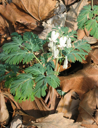 Dicentra canadensis