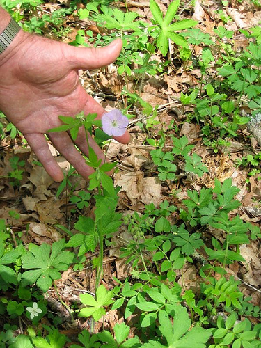 Geranium maculatum, wild geranium