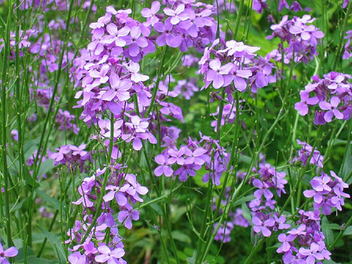 Dame's Rocket Hesperis matronalis