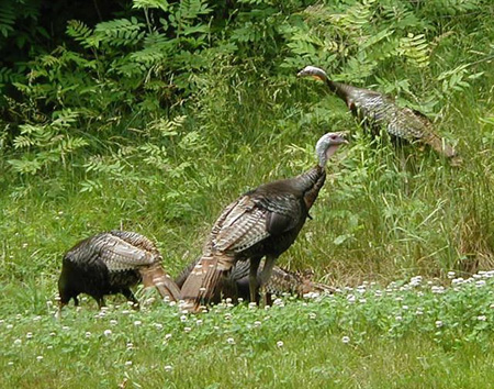 wild turkey kentucky turkeys stanton KY