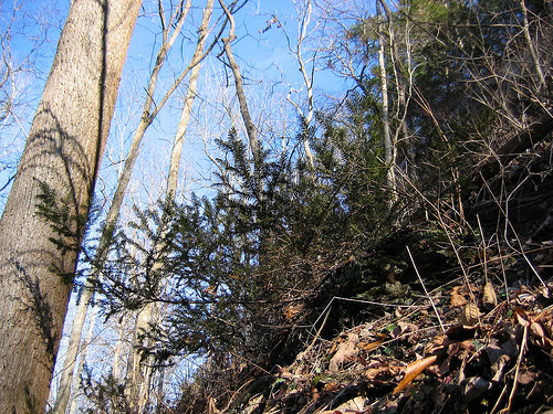 Taxus canadensis Kentucky Carter County