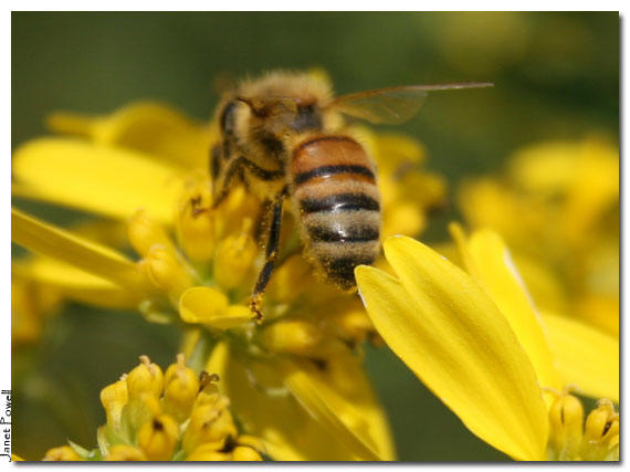Busy bee on Wingstem, Verbesina alternifolia. Earth Healing