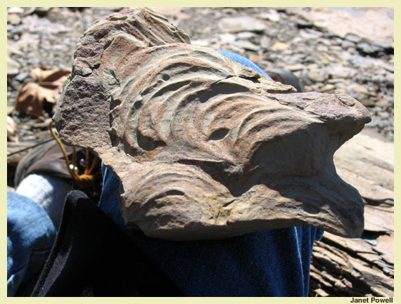 zoophycus trace rooster tail fossil