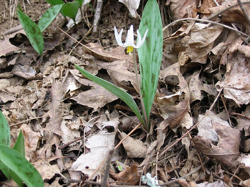 Erythronium albidum, trout lily Bluegrass, Kentucky