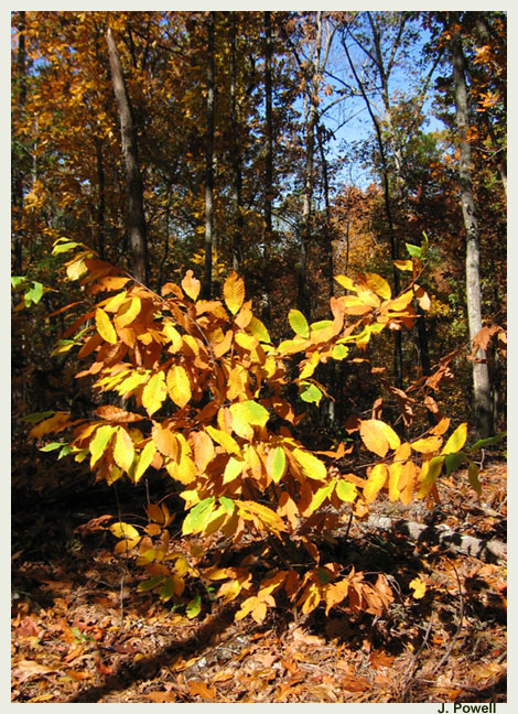 American chestnut, Castanea dentata Earth Healing