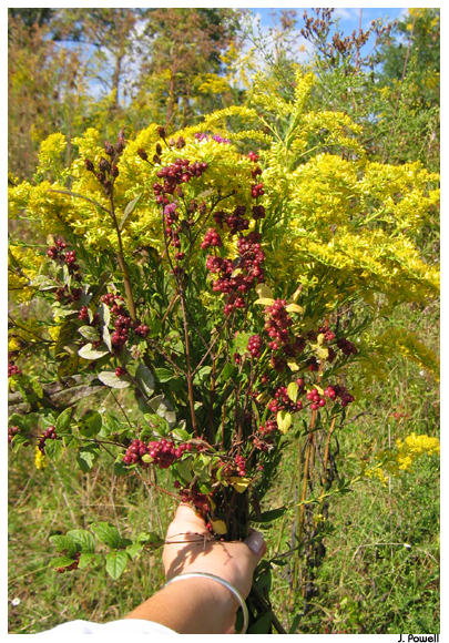 godenrod kentucky coralberry earth healing daily reflections