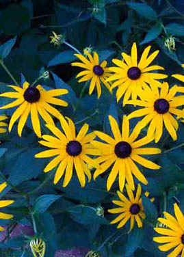 black eyed susans daily reflection earth healing