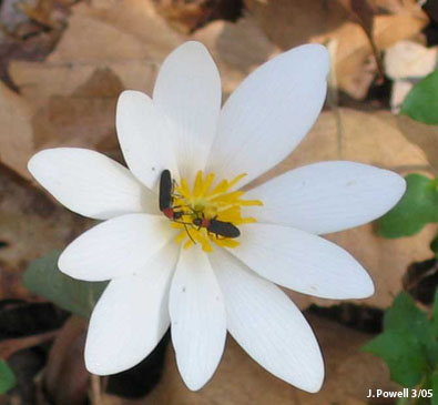 bloodroot sanguinaria canadensis