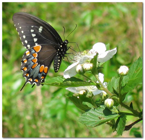 swallowtail blackberry