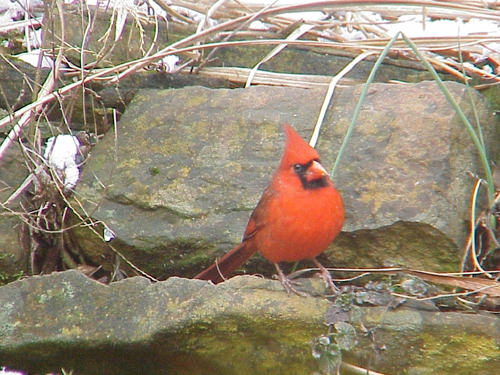 Cardinal by Sally Ramsdell