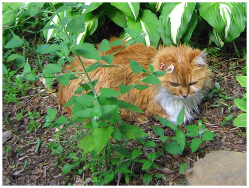 photo of cat in garden catnip. Relaxing with her catnip on a hot mid-June 