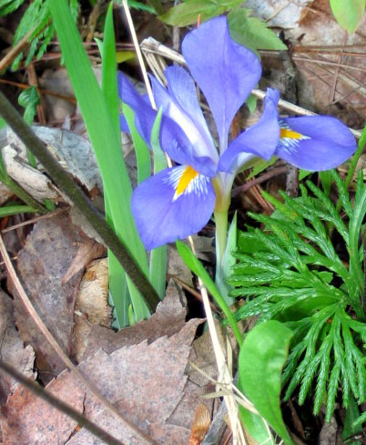 iris verna dwarf