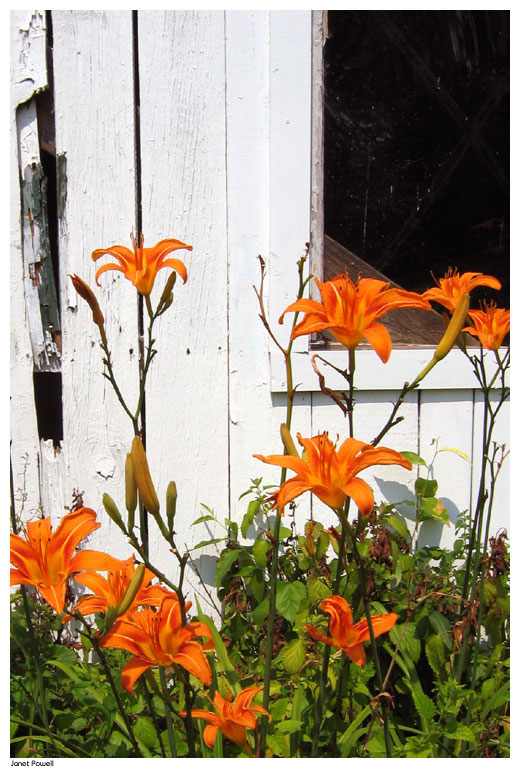 wild daylily garden daylilies white old barn Daily Reflections