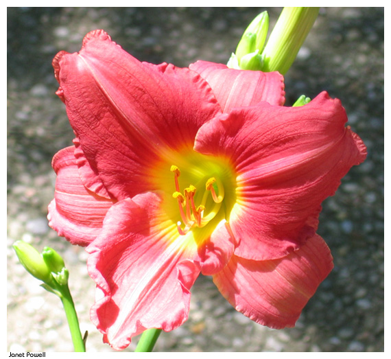daylily red pink garden flower earth healing daily reflections