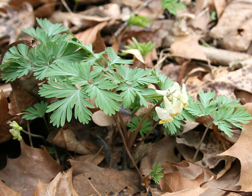 Dutchmans breeches, dicentra cucullaria