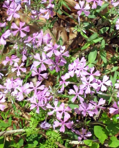 phlox kentucky ky frankfort franklin county