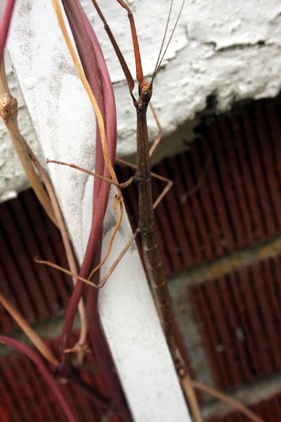 Megaphasma denticrus - Giant Walking Stick