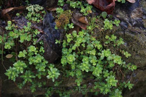 sedum ternatum