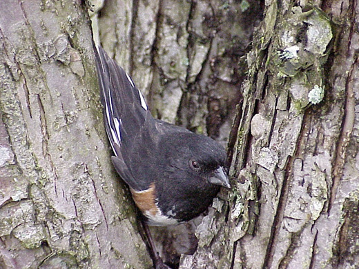 Eastern Towhee Pipilo erythrophthalmus