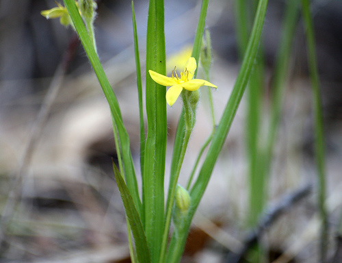 Star Grass, Hypoxis hirsute