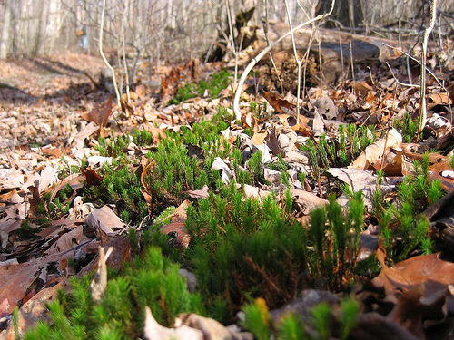 Shining Clubmoss, Lycopodium lucidulum