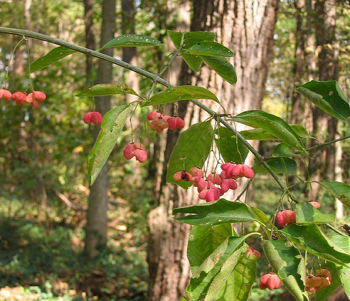 Eastern wahoo, Euonymus atropurpureus.  Fayette County, Kentucky