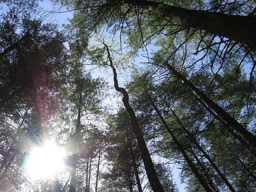 An inspiring skyward view through the treetops. Pine grove, Red River Gorge, Kentucky