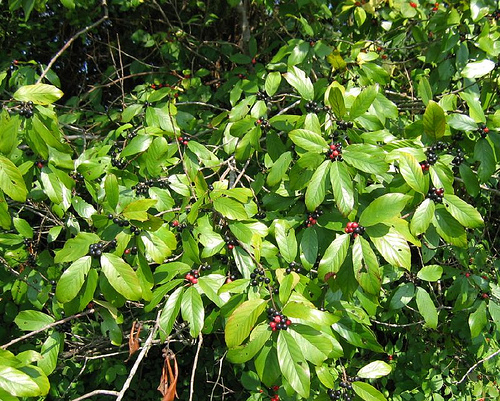 Carolina buckthrown, Frangula caroliniana