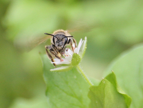 A bee busy at work
