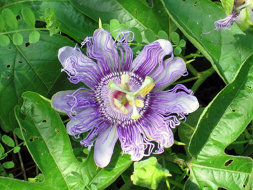 Passionflower, Passiflora incarnata