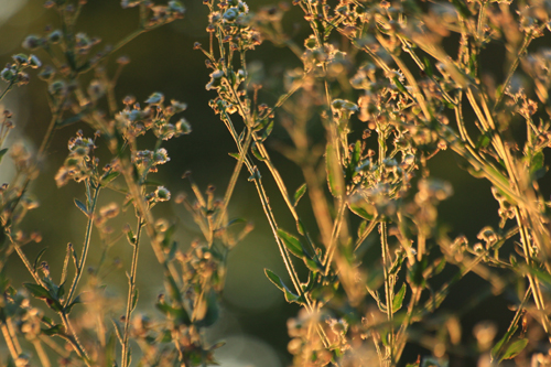 autumn flowers