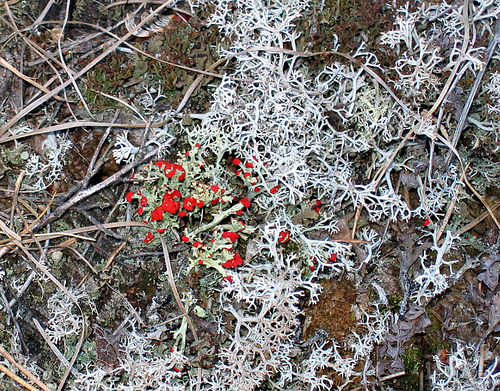 British soldier lichen Cladonia cristatella