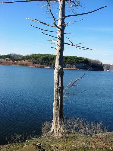 A lone tree along the Green River Lake, Kentucky