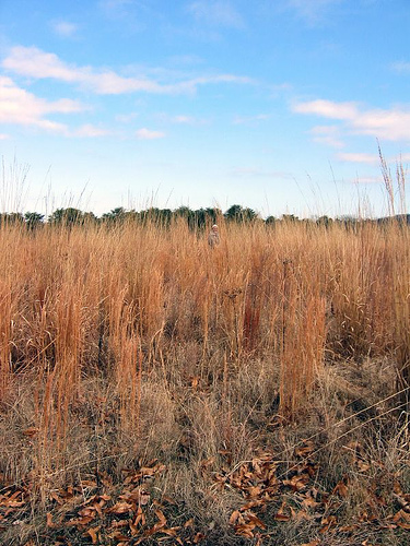 Prairie tall grasses in Winter