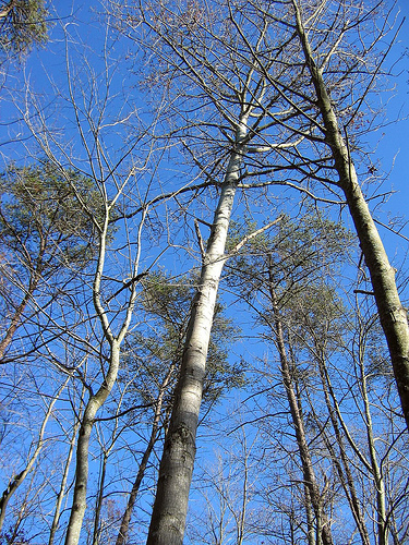 Bigtooth Aspen, standing leafless.  Daniel Boone National Forest, Wolfe Co., Kentucky