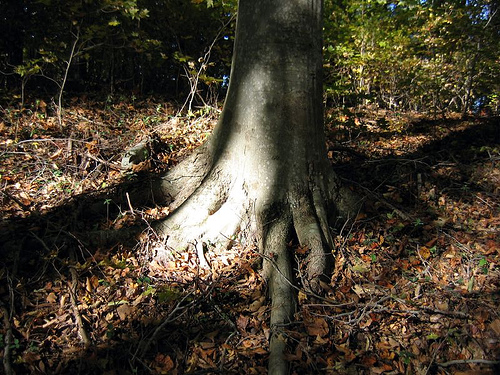 fagus grandifolia