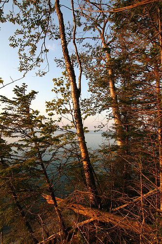 Warm hues of the evening alpenglow in the forest. The sun sets on 2007.