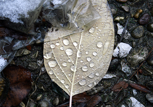 Rainwater droplets on fallen leaf