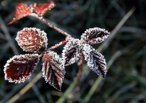 Ice on rubus sp. leaves