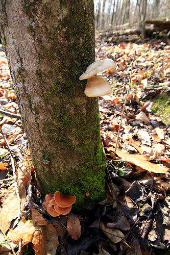 Fresh fungi on living, standing tree