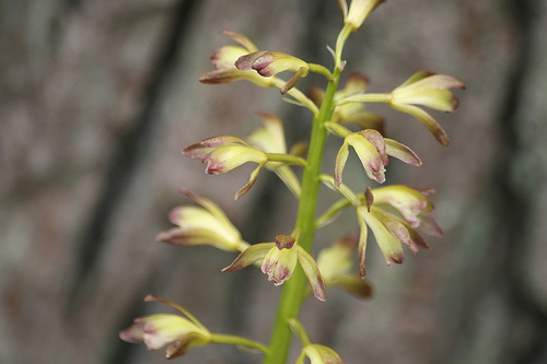 Putty root (orchid), Aplectrum hyemale
