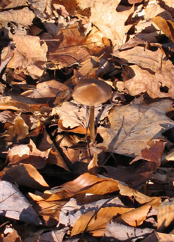Find the toadstool, hidden amongst like-colored leaves