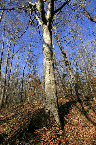 An old friend, American beech, Fagus grandifolia 