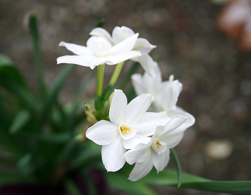 Paperwhites, Narcissus tazetta