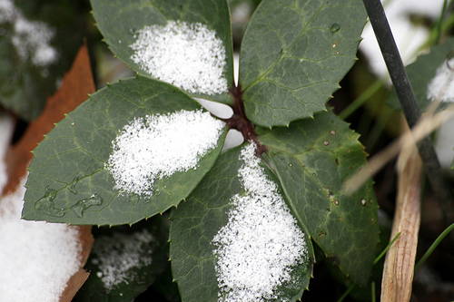 Snow on Hellebore