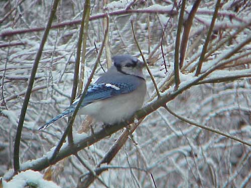 Bluejay Cyanocitta cristata by Sally Ramsdell